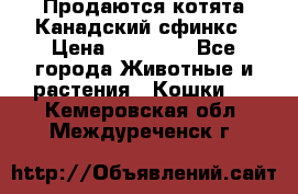 Продаются котята Канадский сфинкс › Цена ­ 15 000 - Все города Животные и растения » Кошки   . Кемеровская обл.,Междуреченск г.